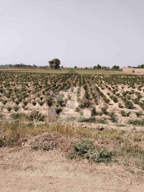 4 Kanal Hot Location farmhouse for sale 4 Kanal Hot Location farmhouse for sale