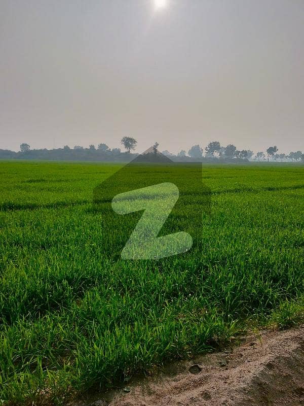 1600 Kanal Agricultural Land In Multan Bypass Is Available 1600 Kanal Agricultural Land In Multan Bypass Is Available