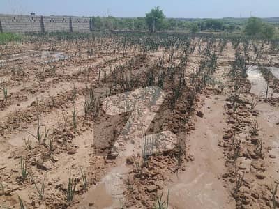 چکری راولپنڈی میں 3 کمروں کا 4 کنال فارم ہاؤس 80.0 لاکھ میں برائے فروخت۔