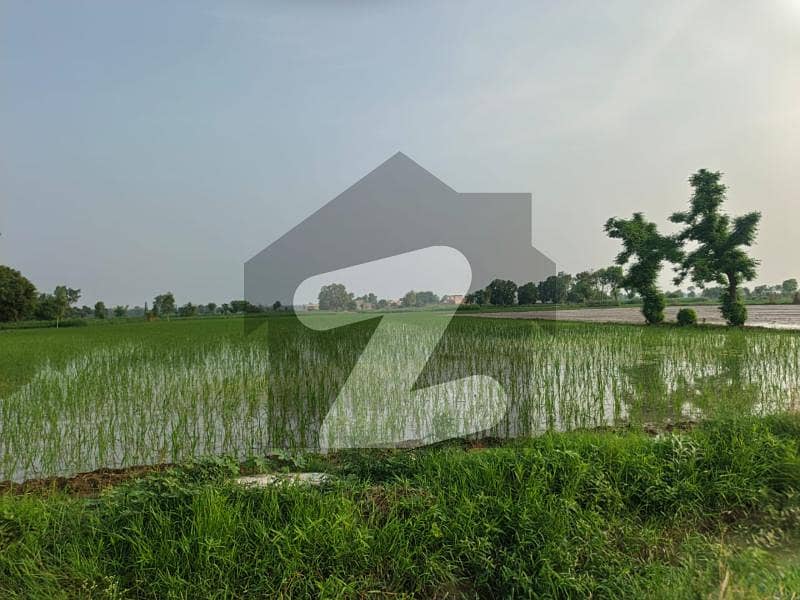 Fertile 20 Acre Agricultural Land Available On Bedian Road