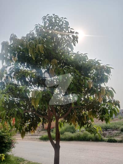 Looking For A Residential Plot In F-16/2