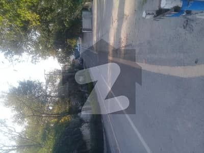 شامی