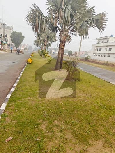 چنار
