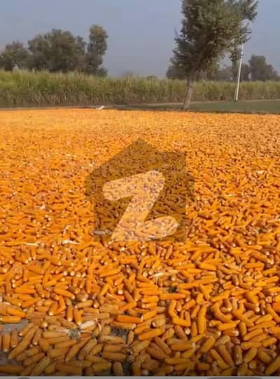 گوجرہ روڈ سمندری سمندری میں 100 کنال زرعی زمین 7.48 کروڑ میں برائے فروخت۔