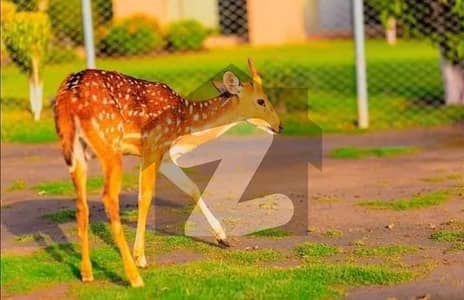 پارک ویو سٹی ۔ روز بلاک پارک ویو سٹی,لاہور میں 4 مرلہ کمرشل پلاٹ 4.25 کروڑ میں برائے فروخت۔