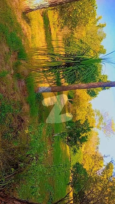 چک شہزاد فارمز چک شہزاد,اسلام آباد میں 3 کمروں کا 20 کنال فارم ہاؤس 40.0 کروڑ میں برائے فروخت۔