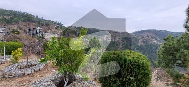 پائن