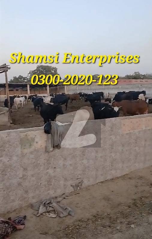 گداپ ٹاؤن کراچی میں 9 کنال زرعی زمین 1.75 کروڑ میں برائے فروخت۔ گداپ ٹاؤن کراچی میں 9 کنال زرعی زمین 1.75 کروڑ میں برائے فروخت۔
