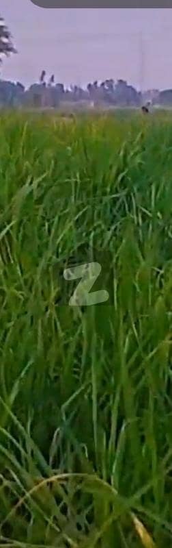 Agriculture Land For Sale Muzaffar Kot Adu