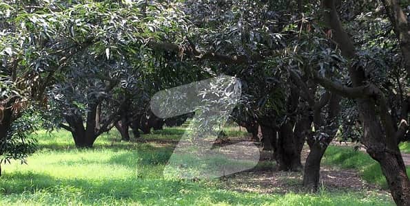 17 Acre Fertile Agricultural Land with Mango & Orange Orchards + Sagwan Trees