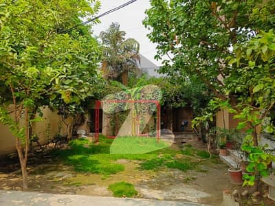 شامی