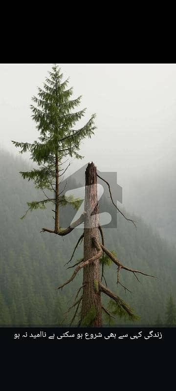 آئی