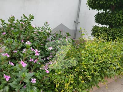 ڈی