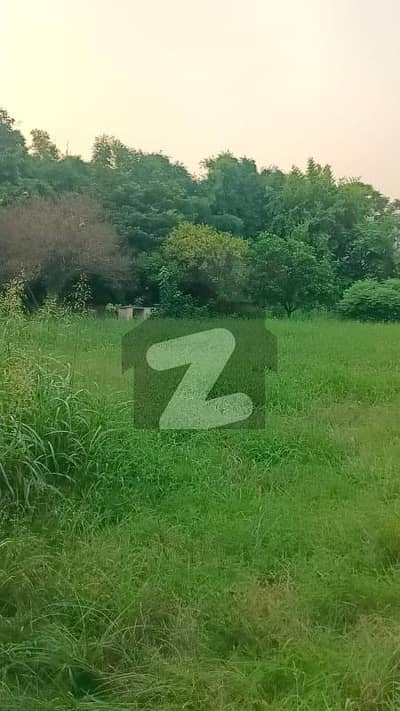 ڈی
