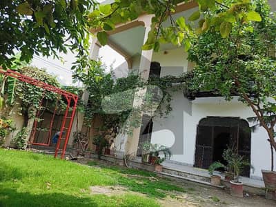 شامی