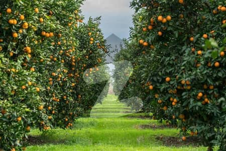 75 Kanal Agricultural Land / Orange Farm For Sale Near Khanpur Dam