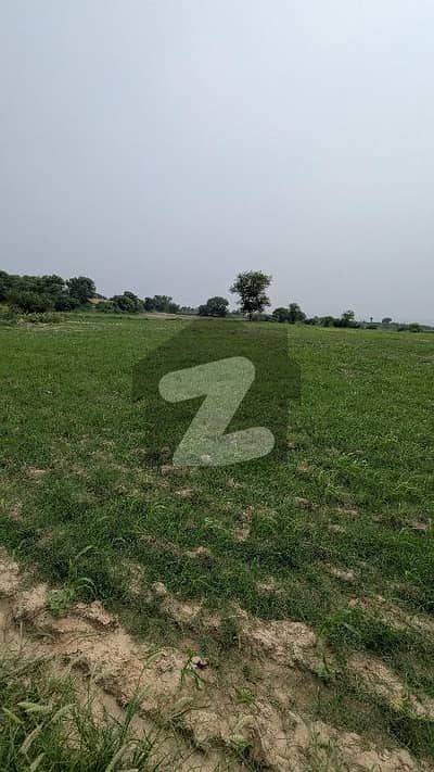 نیلا دللا چکوال میں 40 کنال زرعی زمین 2.2 کروڑ میں برائے فروخت۔