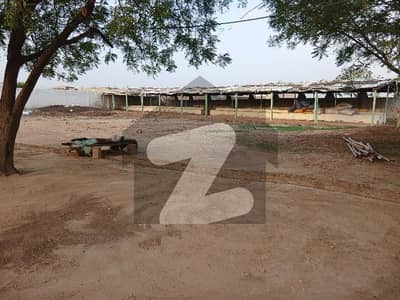 CATTLE FARM Available For Rent