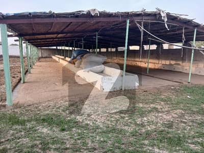 CATTLE FARM Available For Rent