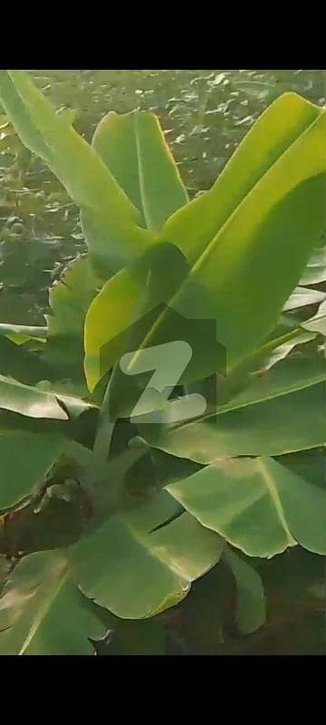 Agriculture Land For Sell Nasarpur