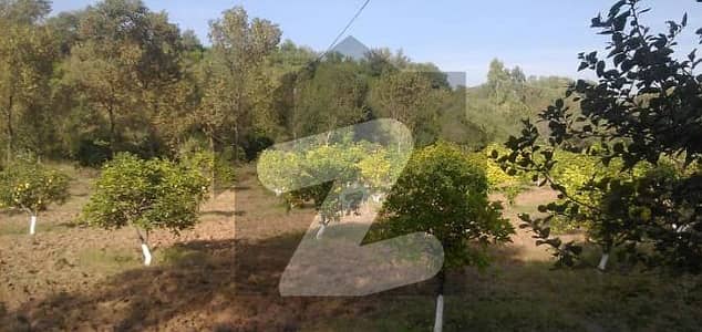 برکی