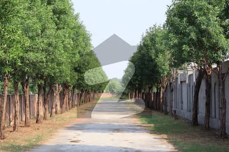 برکی