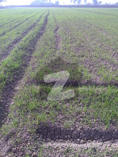 Agricultural Land