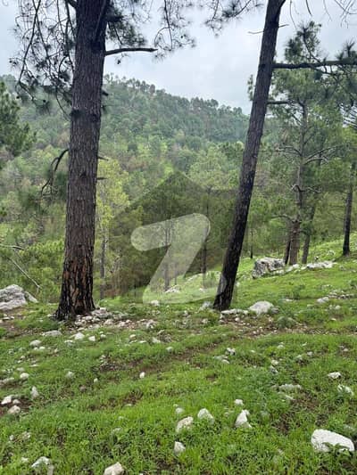 100 Kanal Farm House Land Is Available For Sale In Pakshahi Tehsil Khanpur Haripur