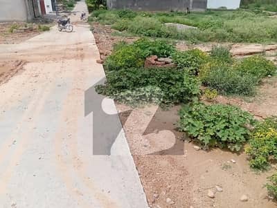 صنوبر