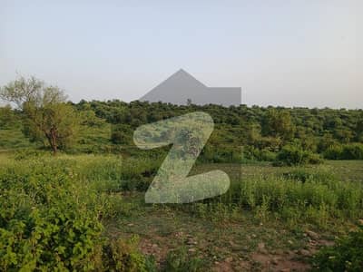 کلر