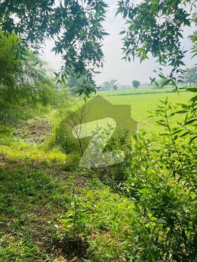 141 Kanal Commercial Land For Sale Ideal For Resort, Farmhouses, Marriage Hall & More | Jati Umra Road