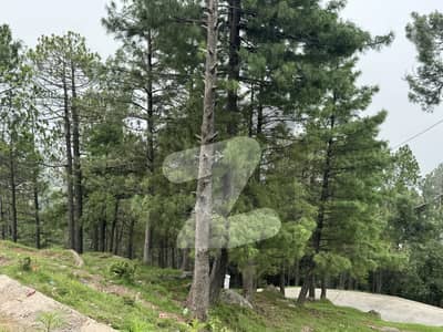 A Precious very centrally Located Commercial plot for sale in Lower Jhika Gali Scheme Murree. Almost 5 minutes drive from Mall Road.  Having direct access from Murree Expressway way,