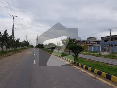 ریگی