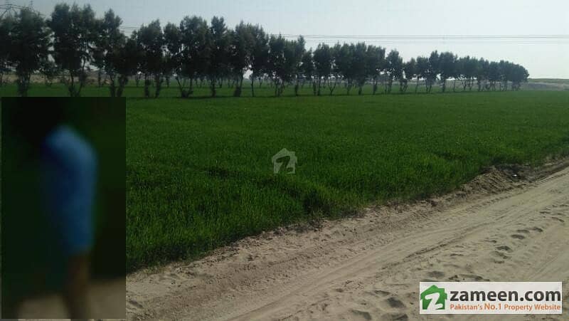 29 Acre Agricultural Land For Sale In Mankera