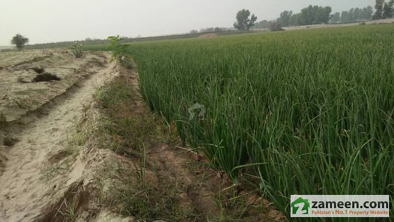 20 Acre Army Alloted Agricultural Land For Sale In  Mankera