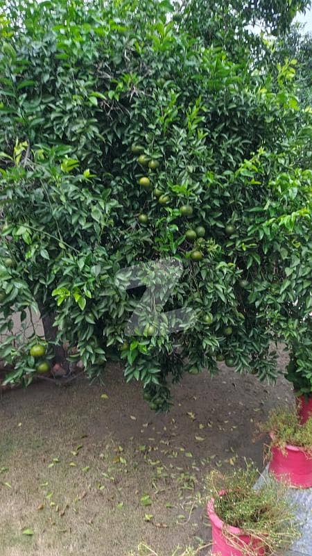 1 Kanal House for sale in Lahore