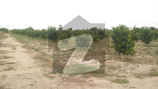 Fruit Orchard And Cow Farm House For Sale In Mamunkanjan, Near Samundari Faisalabad.