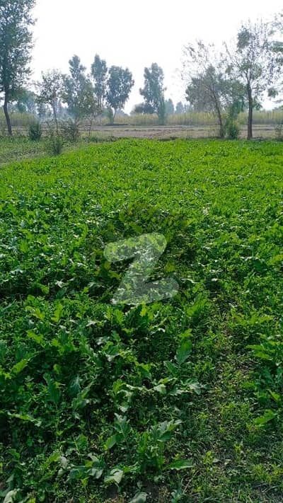 ڈی