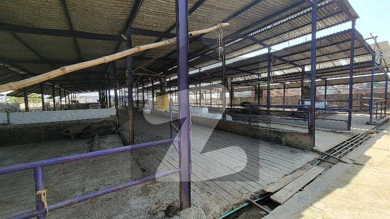 New Dairy Farm Near Suwa Asel Road