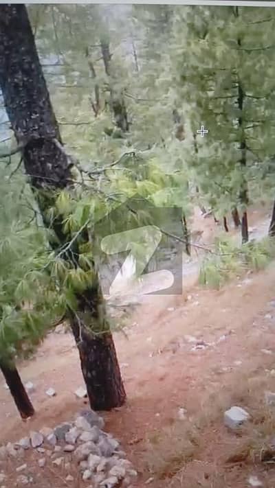 10 Marla Scenic Plot Murree Galiyat (Between Ayubia & Nathia Gali)