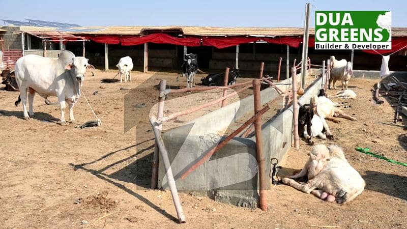 گداپ ٹاؤن کراچی میں 20 کنال زرعی زمین 1.5 کروڑ میں برائے فروخت۔ گداپ ٹاؤن کراچی میں 20 کنال زرعی زمین 1.5 کروڑ میں برائے فروخت۔