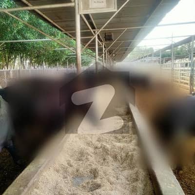 Farming