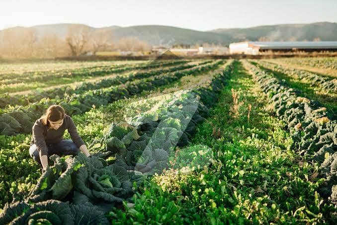 10 Marla Plot Available On Very Hot Location