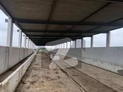 3000 Square Yard Cattle Farm Is Available For Sale In Murad Memon Goth Super Highway near Nagoori & Dumba Goth Society, Karachi