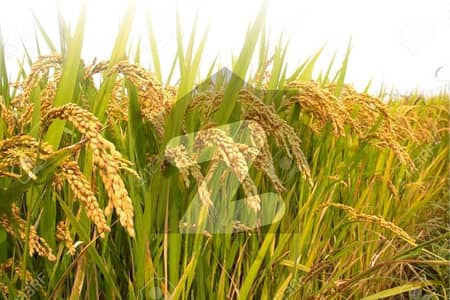 30 Acres Zaraee Zameen Available For Sale Near (G-T Road Muridkay)