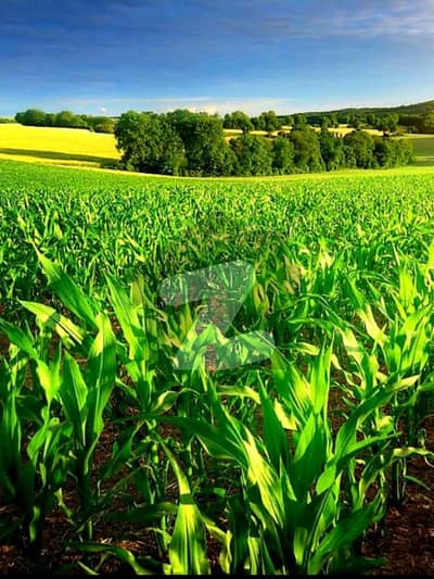 Agricultural land 100 Kanals level & fertile
