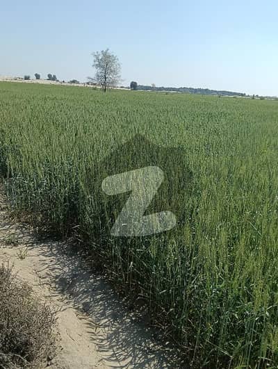 منکیرہ روڈ علاوہ,بھکر میں 200 کنال زرعی زمین 1.5 کروڑ میں برائے فروخت۔