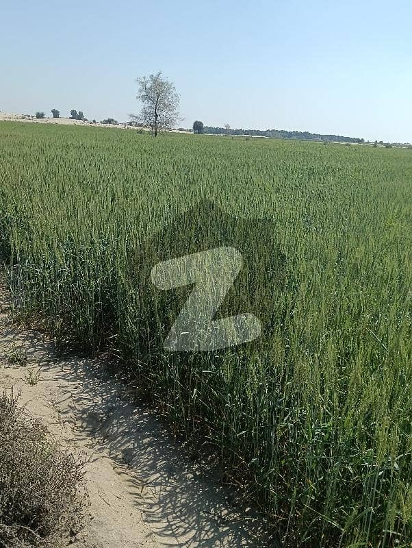 200 Kanal Agriculture Land Sale 200 Kanal Agriculture Land Sale