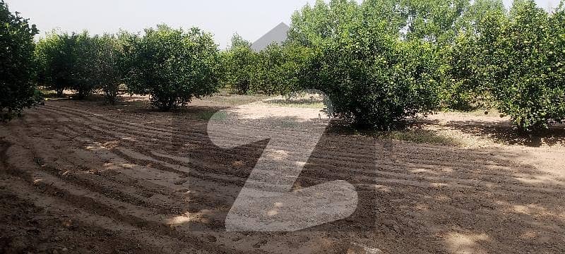 Oranges Garden 9 - Kanal Farm House