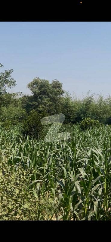 170 Kanal Developed Orchard Land with Mango, Guava & Orange Trees for Sale in Multan Road , Kasur 170 Kanal Developed Orchard Land with Mango, Guava & Orange Trees for Sale in Multan Road , Kasur
